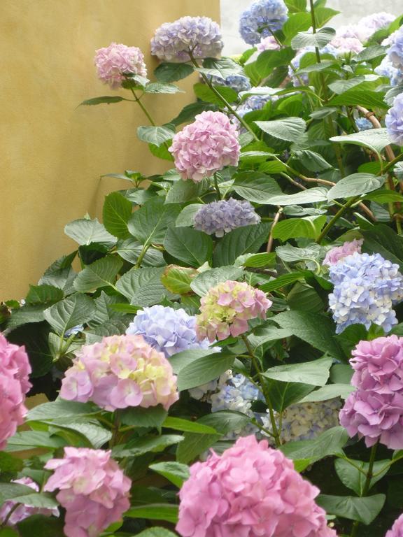 L'Adele Bed & Breakfast Occimiano Exterior photo
